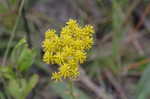 Low pinebarren milkwort